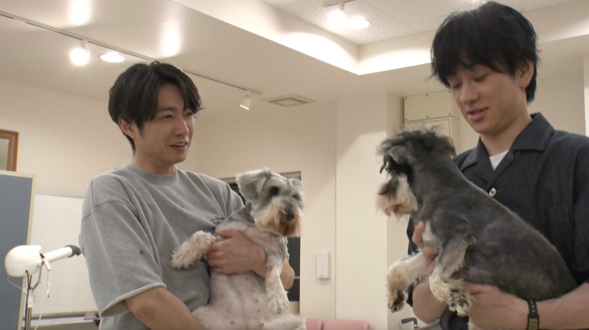 modelpress's tweet image. 【📺️今夜7時～】
SUPER EIGHT横山裕
“親友”嵐・相葉雅紀とトリミング

「嗚呼‼みんなの動物園」2時間SP🐾
mdpr.jp/news/4631004

トリミング中は、横山がボケると相葉がすかさずツッコミを入れるなど、終始和気あいあいとした雰囲気を作り、2匹の緊張をときほぐした。

#嗚呼みんなの動物園