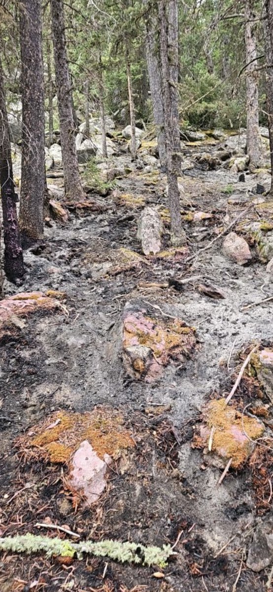 Bighorn NF tweet media