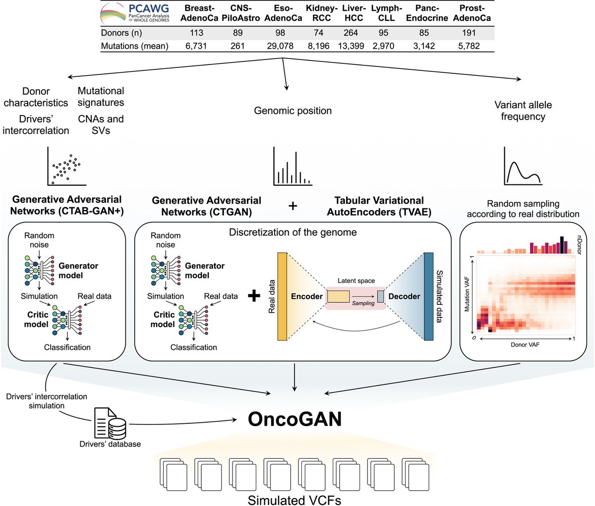 BoWang87's tweet image. 🚀 OncoGAN is now published in @CellGenomics!

We introduce an AI system that generates high-fidelity, privacy-preserving synthetic cancer genomes — now open-access.

🔍 Why OncoGAN?
 --No patient data leakage — critical for genomic privacy

 --Built-in ground truth — ideal for…