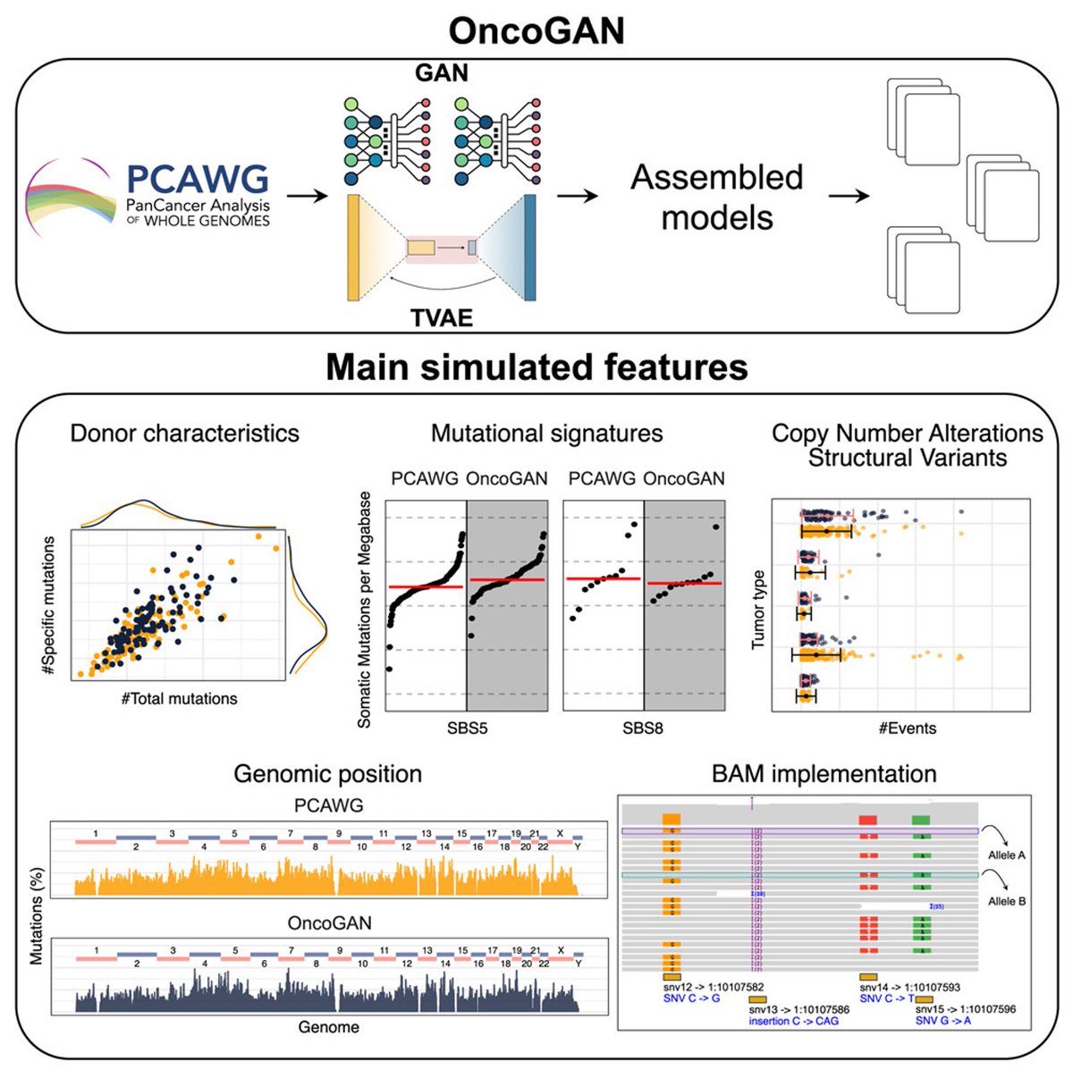 BoWang87's tweet image. 🚀 OncoGAN is now published in @CellGenomics!

We introduce an AI system that generates high-fidelity, privacy-preserving synthetic cancer genomes — now open-access.

🔍 Why OncoGAN?
 --No patient data leakage — critical for genomic privacy

 --Built-in ground truth — ideal for…