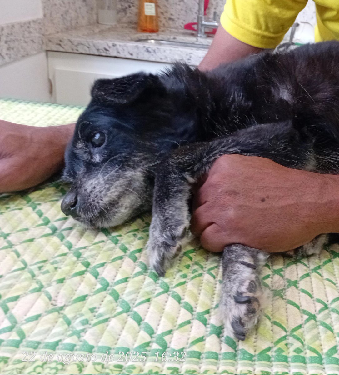 Dener_Lima12's tweet photo. Perdi minha cachorrinha. https://t.co/n7UwDD3PJ4