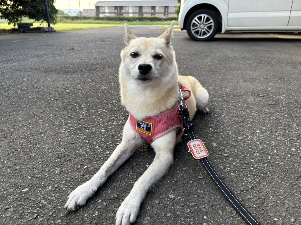 ichichiitsuya's tweet image. 今日も早朝パトロールしてきたワン👮
#朝んぽ #wpm 
#犬との暮らし