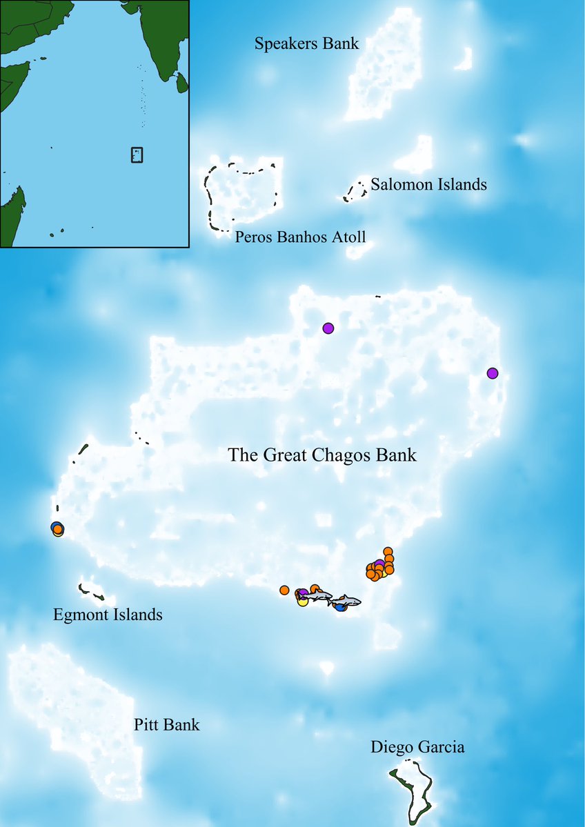 Chagos Conservation Trust (@chagostrust) on Twitter photo 📢 The sliteye #shark has been recorded for the first time in the #Chagos Archipelago in the deepwater #seagrass meadows on the Great Chagos Bank - the world’s largest #coral atoll structure 🦈🪸🌊
Read more ⬇️
swansea.ac.uk/press-office/n…
#CCT🐢
<a href="/SwanseaUni/">Swansea University</a>
<a href="/Bertarelli_fdn/">Bertarelli Foundation</a> 📢 The sliteye #shark has been recorded for the first time in the #Chagos Archipelago in the deepwater #seagrass meadows on the Great Chagos Bank - the world’s largest #coral atoll structure 🦈🪸🌊
Read more ⬇️
swansea.ac.uk/press-office/n…
#CCT🐢
<a href="/SwanseaUni/">Swansea University</a>
<a href="/Bertarelli_fdn/">Bertarelli Foundation</a>