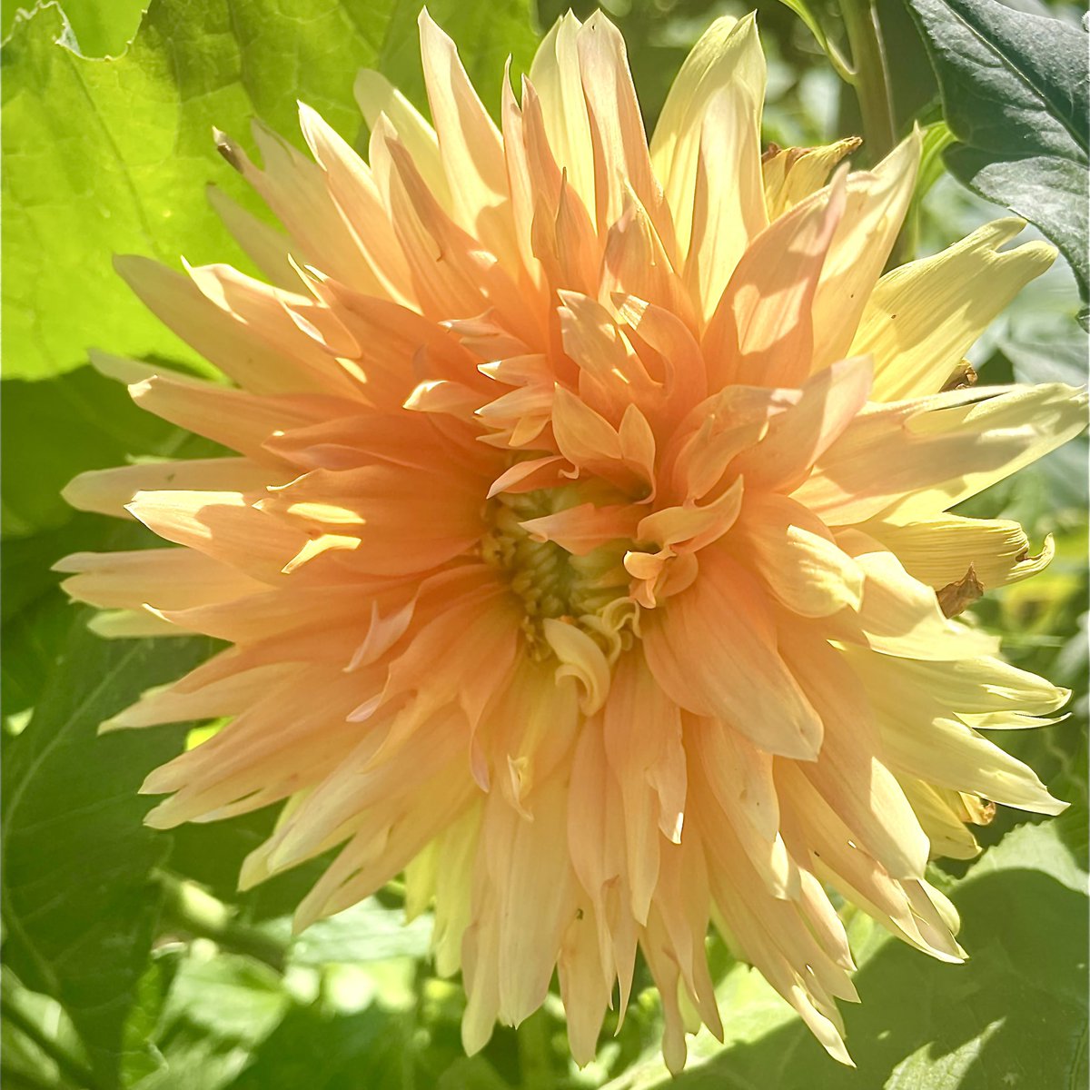 We just aren’t about… 🧄 🎃 🌶️ 🧅 #GreenSideupGarden #HudsonValley