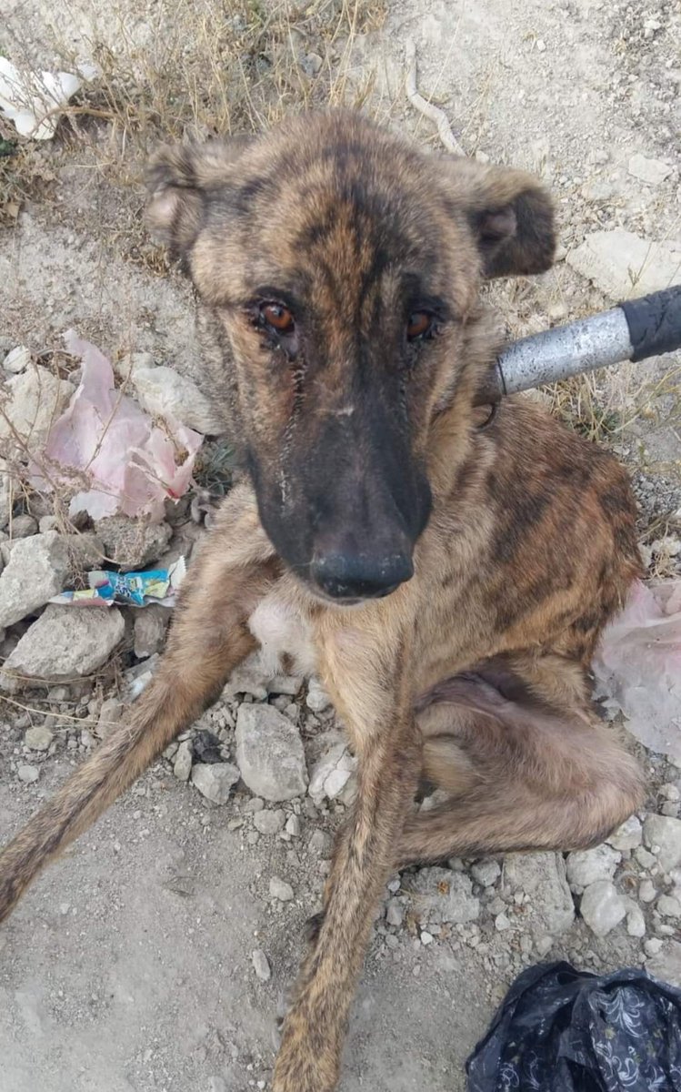 Uğur🧣 (@ugur_dm_) on Twitter photo Sokaklarında 4 yaşında çocuklara tecavüz edilen, okul önlerinde uyuşturucu satılan içilen, çocuk caniler tarafından çocukların katledildiği ülkede <a href="/TC_icisleri/">T.C. İçişleri Bakanlığı</a> <a href="/AliYerlikaya/">Ali Yerlikaya</a> ve valileri köpekleri toplatıyor❗
Sizleri bu bakışlar yok edecek.!
Devlet öldürmez diyebiliyor musunuz? Sokaklarında 4 yaşında çocuklara tecavüz edilen, okul önlerinde uyuşturucu satılan içilen, çocuk caniler tarafından çocukların katledildiği ülkede <a href="/TC_icisleri/">T.C. İçişleri Bakanlığı</a> <a href="/AliYerlikaya/">Ali Yerlikaya</a> ve valileri köpekleri toplatıyor❗
Sizleri bu bakışlar yok edecek.!
Devlet öldürmez diyebiliyor musunuz?