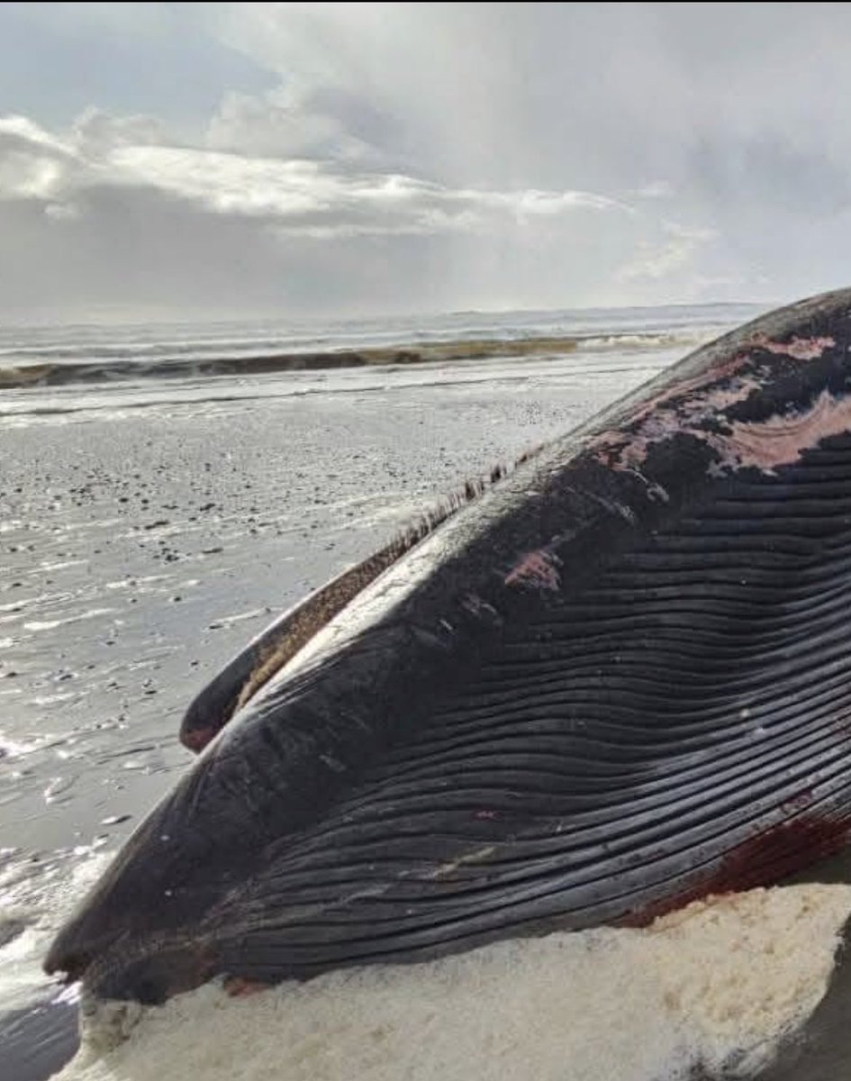 ¿Sabes cuál es el problema de fondo?
Que chile tiene una ley que protege a las ballenas , desde 2008 .

¿Sabes cuál es el otro problema? 
Que la ley no funciona y que la ministra Maisa Rojas lo sabe y no hizo nada .

Chonchi #chiloe 🐋🐋🐋
 Este jueves 21 de agosto el Servicio