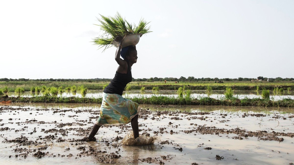 Improving global nutrition with strategies like #FoodFortification is an effective way to advance #SDGs that aim to boost productivity, reduce poverty, drive economic growth, and achieve zero hunger. 📈

Learn how food fortification supports these SDGs: buff.ly/dpYTpkL