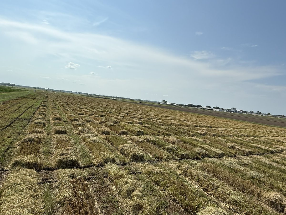 Gurjeet_AgSci's tweet photo. #ResearchUpdate2025 🇺🇸 
Over 1000 plots (6 row 20ft long) were harvested in 3 days of #AdvancedYieldTrial with @Zurn_Harvesting and collected #Root samples 4 #RiceResearch @bel_agrilife @AgriLife @TAMU @txresearch
Thanks #RiceTeam 
#RiceBreeding
#TexasRiceBreeding
#Plantbreeding https://t.co/OHc2vSKyHT