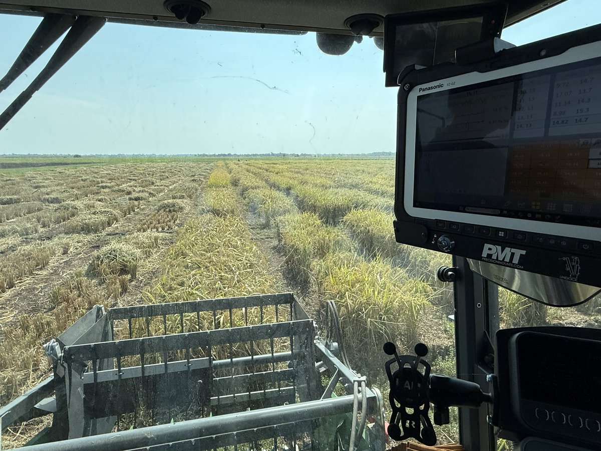 Gurjeet_AgSci's tweet photo. #ResearchUpdate2025 🇺🇸 
Over 1000 plots (6 row 20ft long) were harvested in 3 days of #AdvancedYieldTrial with @Zurn_Harvesting and collected #Root samples 4 #RiceResearch @bel_agrilife @AgriLife @TAMU @txresearch
Thanks #RiceTeam 
#RiceBreeding
#TexasRiceBreeding
#Plantbreeding https://t.co/OHc2vSKyHT