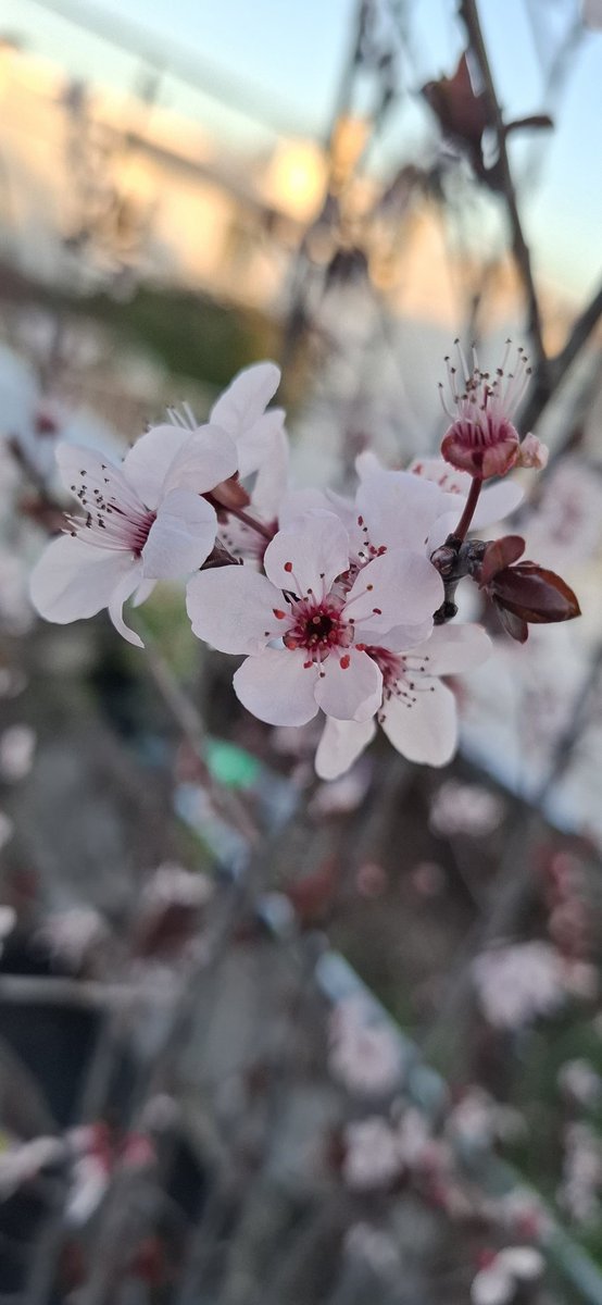 Ya arranque un rato de stream.
Pd miren como está mi arbol