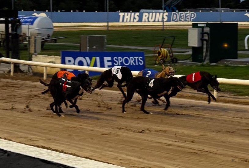 🐾 <a href="/BoyleSports/">BOYLE Sports</a> Irish Greyhound Derby
Round 1, Heat 11

1️⃣ Hackney Corner
2️⃣ Ballymac Tibet
3️⃣ Swithins Jim
4️⃣ Bushpark Rodney
⏱️ 29:43

#BOYLESportsIGD #GoGreyhoundRacing #ThisRunsDeep