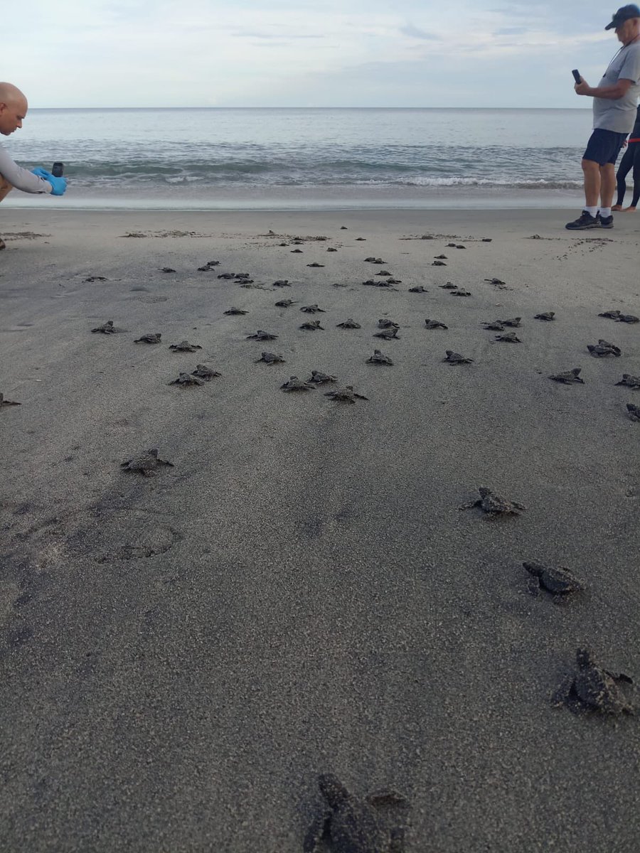 MiAmbientePma's tweet photo. 📍Coclé | Ayer vivimos un momento especial en la costa: la liberación de 92 neonatos de tortuga golfina, provenientes de un nido protegido por el Hotel Decameron.
La actividad se realizó al atardecer, https://t.co/FHcmcxPtzn