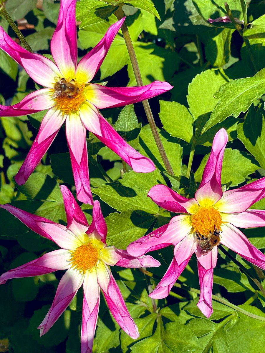 Bee feast dahlias! 
Here’s too a long weekend of gardening 🎉
#flower #garden #dahlia #GardeningTwitter