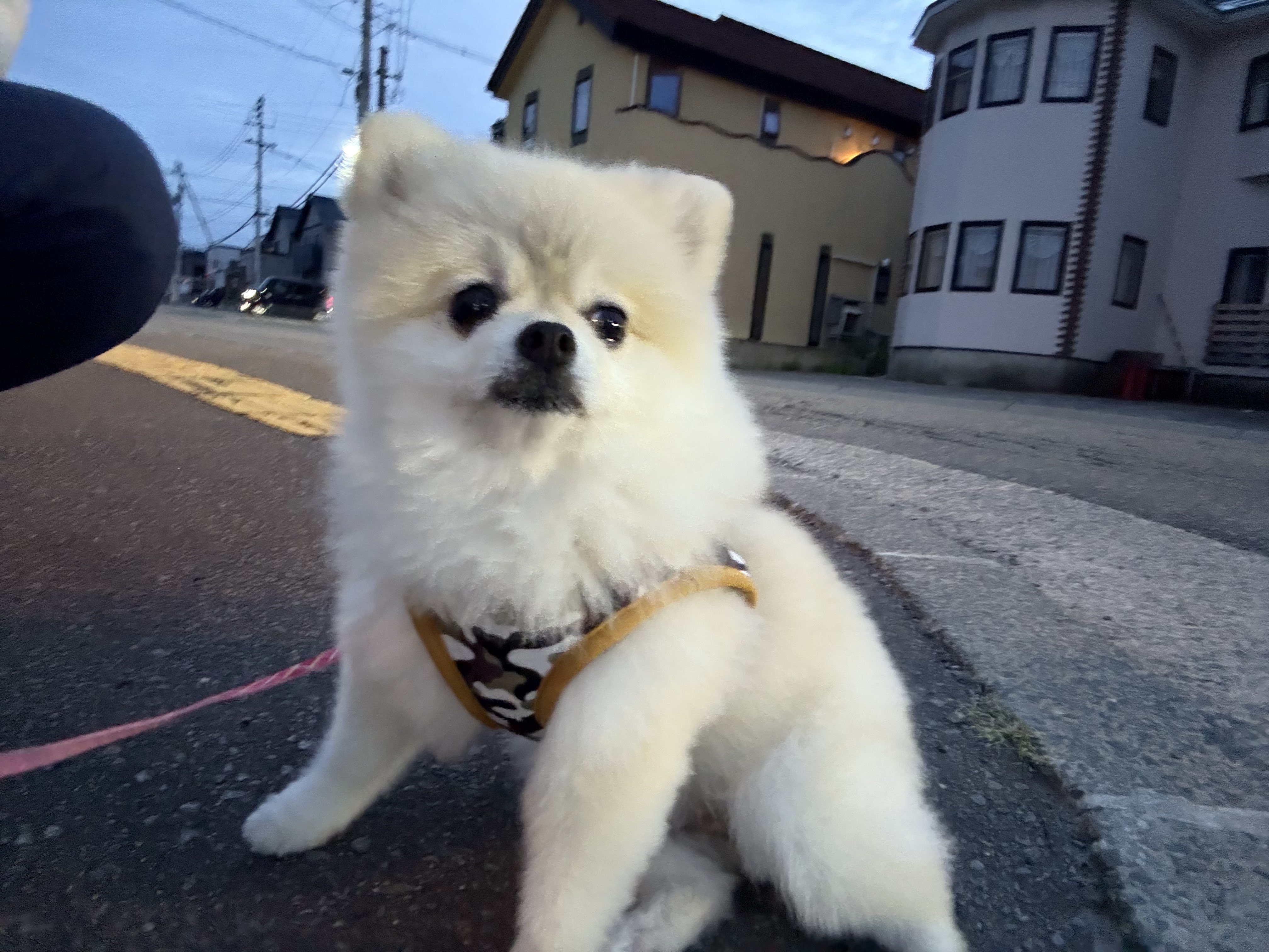 ゴン太様 ゴン太 - Search / X