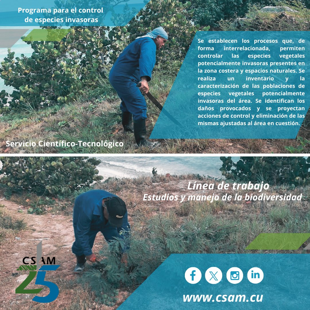 ✅💁🏻Constituye otro de nuestros servicios científico-tecnológicos es PROGRAMA PARA EL CONTROL DE ESPECIES INVASORAS👇🏻

#líneasdetrabajo #ServiciosCientíficoTecnológicos #Cumplimos25 #25deCompromiso #25XlaSostenibilidad #25XlaCalidad #25XlaInnovacion #CSAM #AMACuba #CitmaCuba