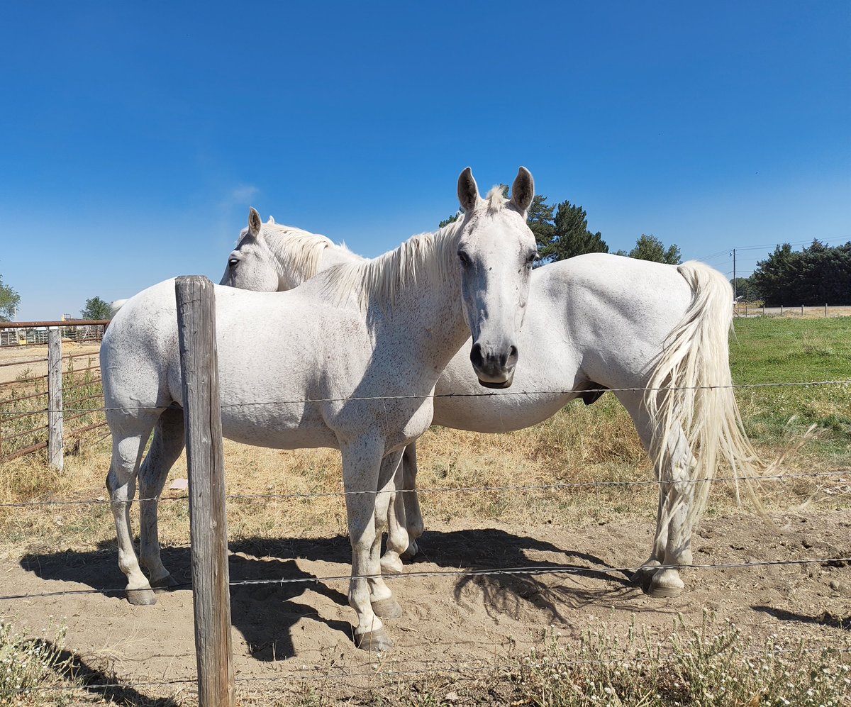 Lamb (@lmbonl) on Twitter photo 