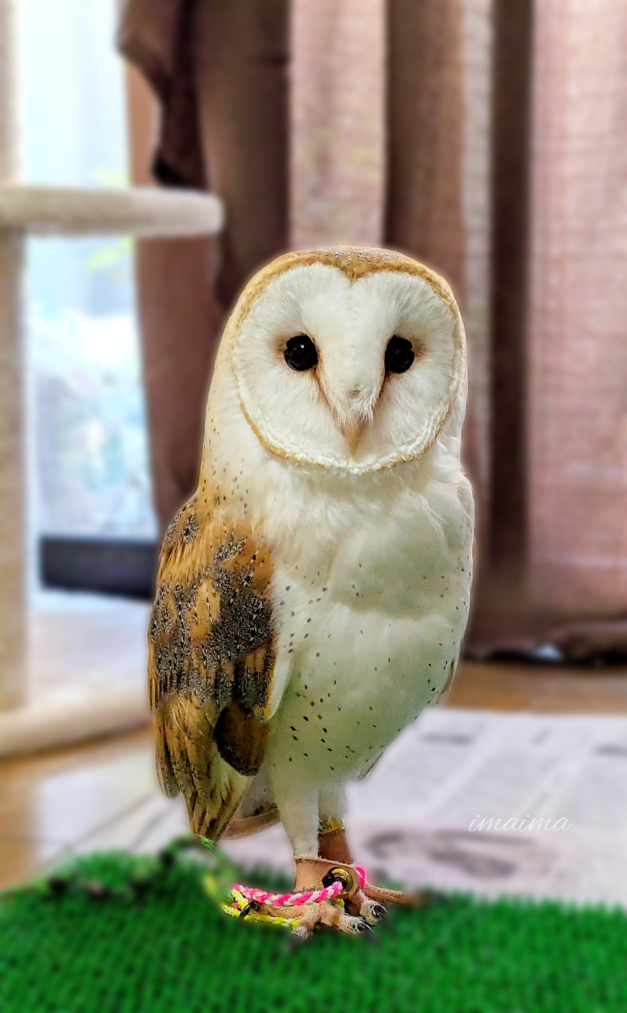 ＊恭ちゃんフクロウ君＊【メンフクロウ】＊レア imaima（いまいま） on X: 
