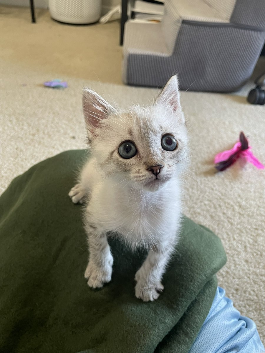 Friends of Bear Cat Rescue tweet media