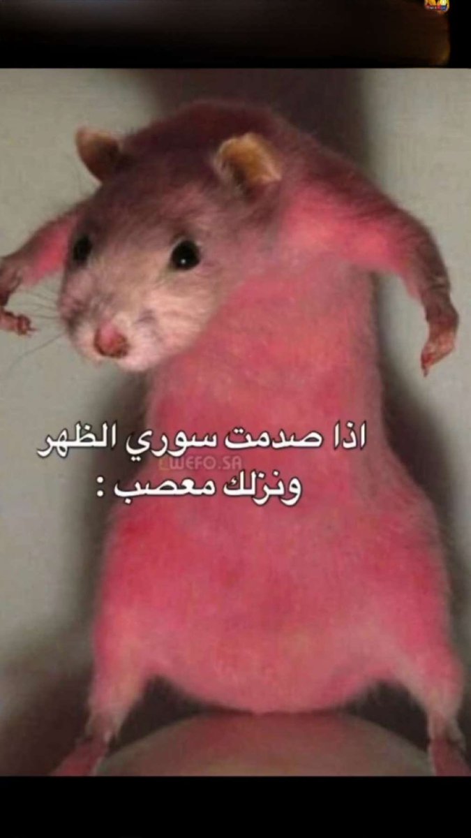 qo23m_'s tweet photo. @AboFlah_1 ههههههههههههههههههههههههههههههههههههههههههههه https://t.co/ecoswFxaUP