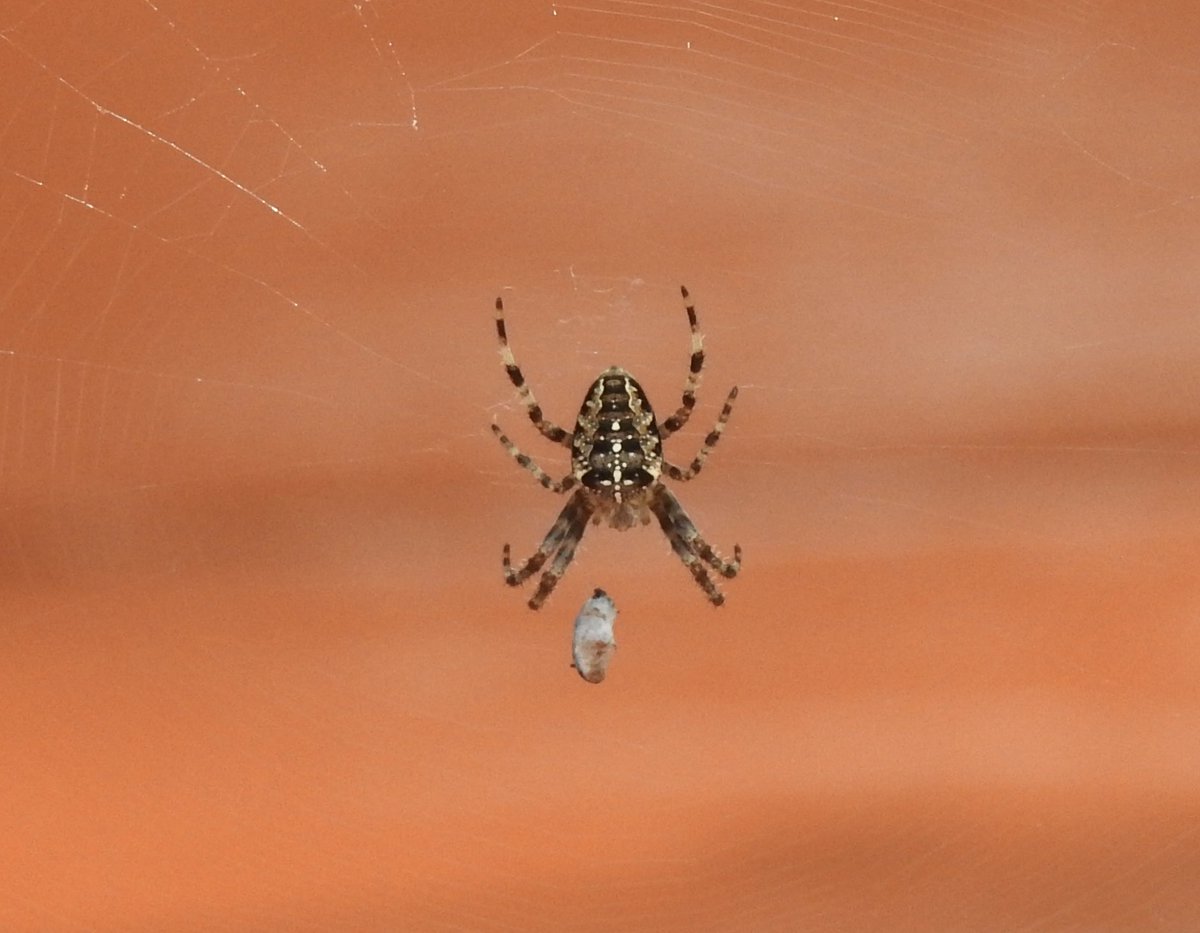 European garden spider on my deck