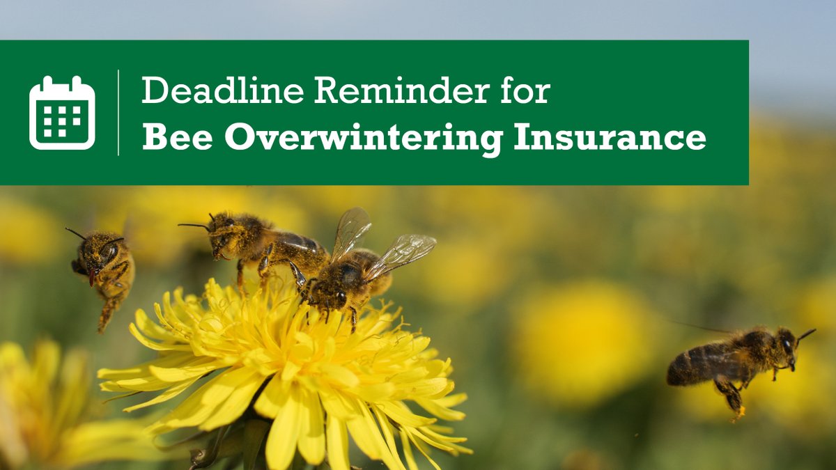 Agriculture Financial Services (@afsc_ab) on Twitter photo Reminder: September 1 is the last day to file Report of Bees Overwintered and Hive Yard Locations form. <a href="/ABCbeekeepers/">Alberta Beekeepers Commission</a> #ABag Reminder: September 1 is the last day to file Report of Bees Overwintered and Hive Yard Locations form. <a href="/ABCbeekeepers/">Alberta Beekeepers Commission</a> #ABag