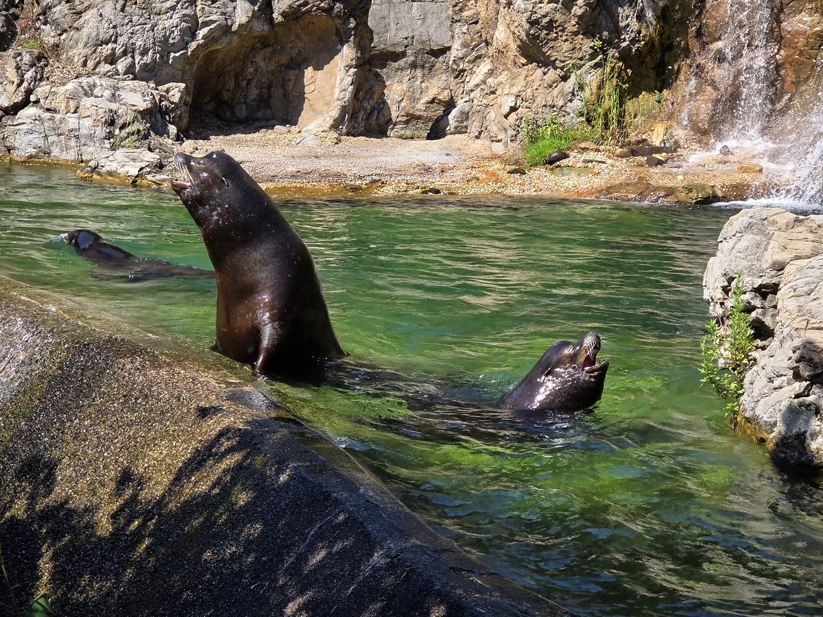 We enjoyed our first visit to the <a href="/thequeenszoo/">Queens Zoo</a> this morning.  Beautiful shaded pathways which lead to the animal enclosures provided a lovely respite from the sunny day. Their "The Farm" also was neat for youngsters to explore farm and domesticated animals ❤️