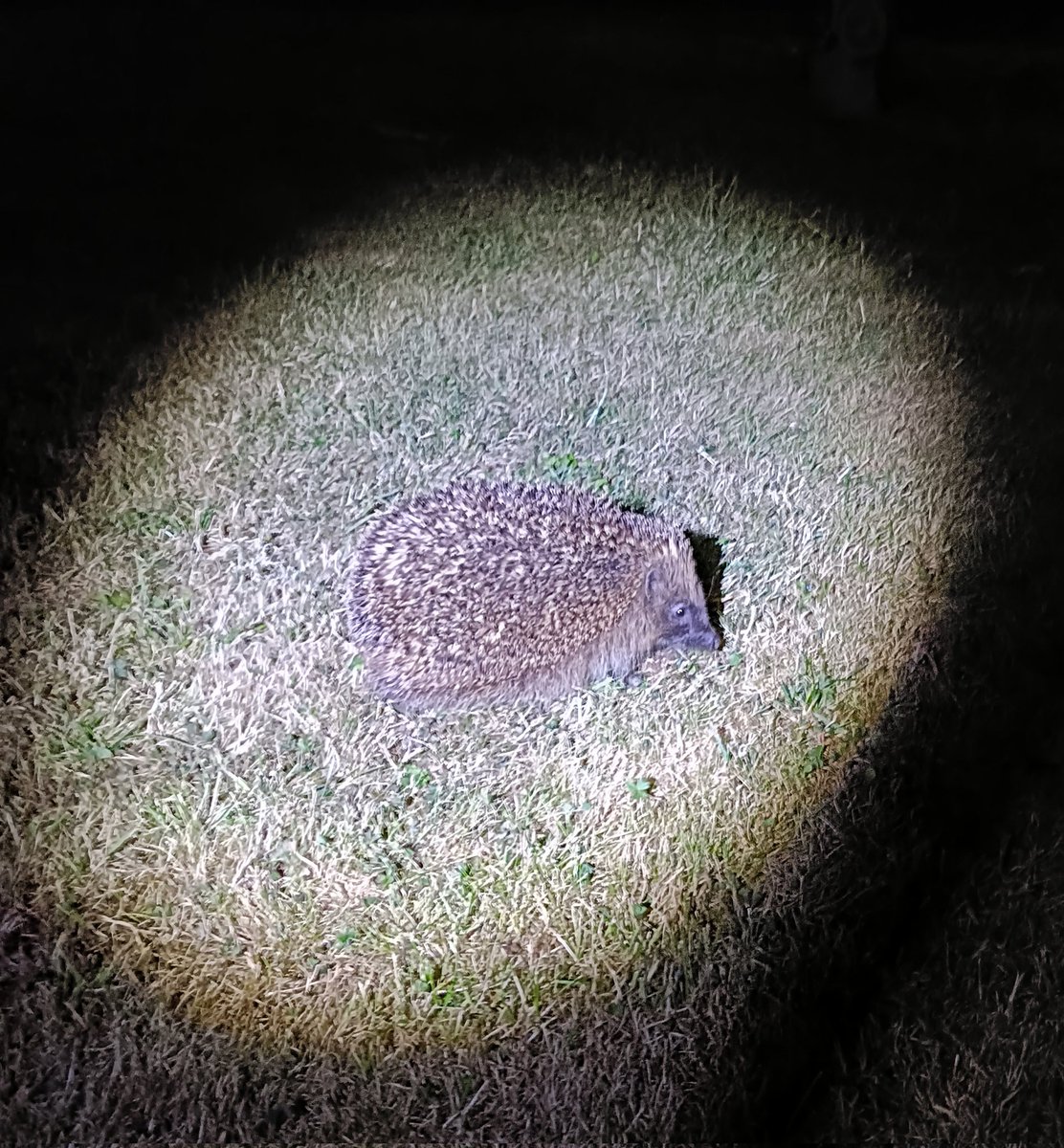 Our regular visitor to the 🏡  🦔 
#hedgehog #wildlife #Merseyside