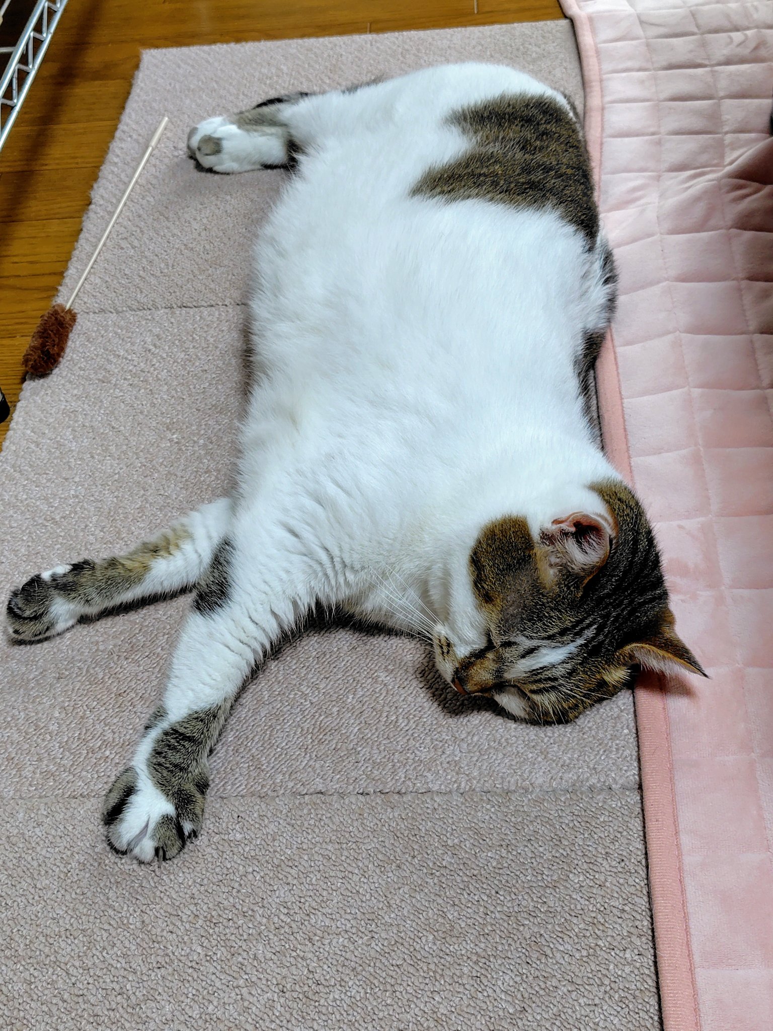 ちびねこ　0504 Amazon.co.jp: ちびすけlovesおおきい猫さんたち (単行本) : 椹