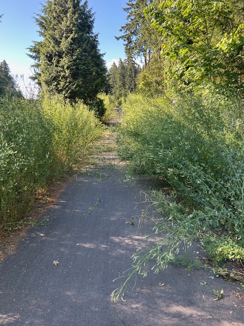 JudyMillar's tweet photo. Weeds overgrow bike path alongside #Nanaimo parkway trail by Correctional Centre. Complained to @RDNanaimo early July! Dangerous. https://t.co/svi8HLtw3N