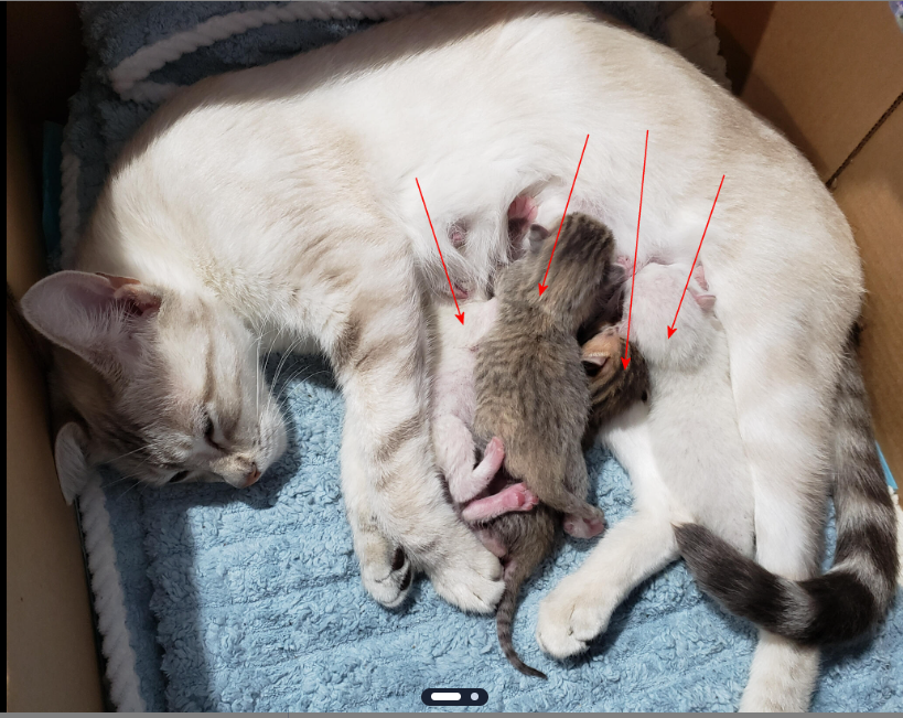 Oregonpatchwork's tweet photo. Life brought changes—farewell to loved ones 💔 and joy in new kittens 🐾💕. After a pause, we’re back to sharing embroidery inspiration &amp; designs. 🪡✨

What’s on your hoop right now?

#MachineEmbroidery #OregonPatchWorks https://t.co/oyG4MWkYtT