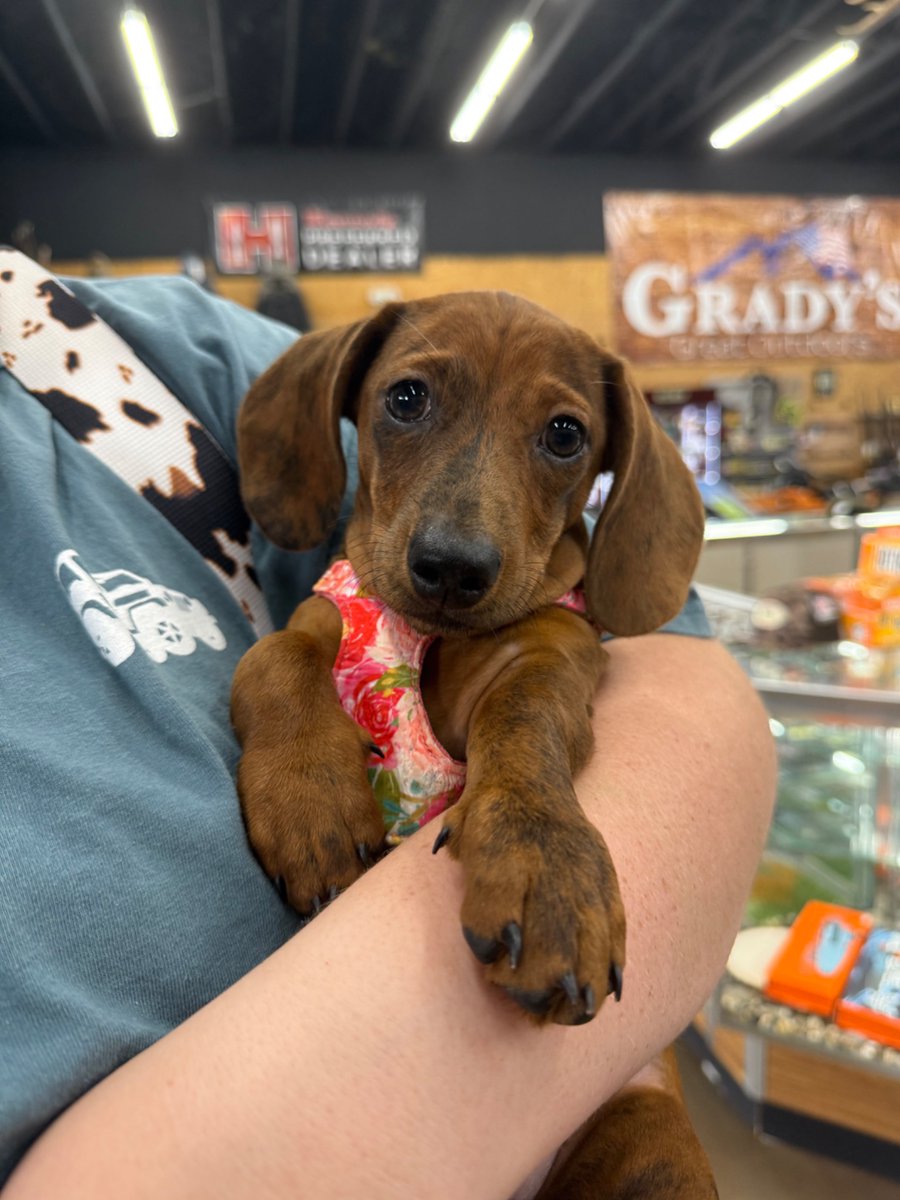 gradysoutdoors's tweet photo. Millie Mae made her first appearance! ๐พ๐ค
#shopsmall #shoplocal #andersonsc #bringfido https://t.co/XkBuM7LcF3