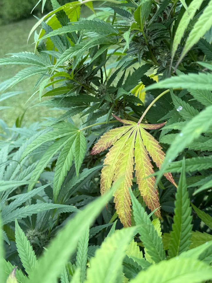 Humboldt Seed Co. tweet media