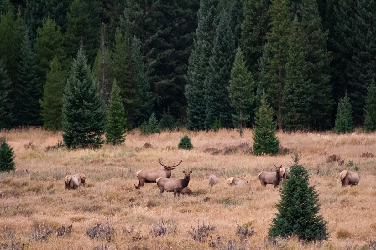 DevilsThumbRnch's tweet photo. It's almost that time of year again! We're offering Elk Bugling tours during September &amp; October, so start planning now for fall in the Rockies! 
Tour info: https://t.co/3ubOsTKwvE https://t.co/AyeJ8Sbncw