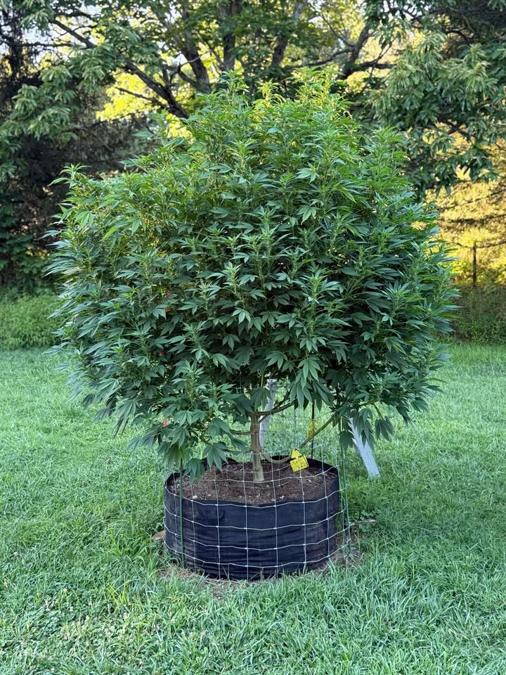 Humboldt Seed Co. tweet media