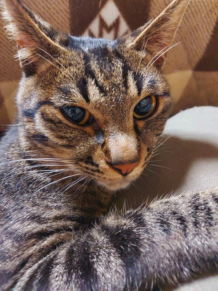モーニング🌄です

ゲゲゲ
朝が肌寒くなってきた
　夏が去っていっちゃう🐈️

#猫
#猫びより