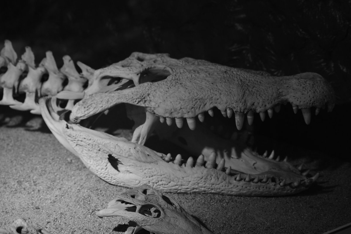 JoeSager328's tweet photo. Cocodrilos
#crocodile #Chiapas #zoomat #tuxtlagutiérrez #nature #nikon #fotochallenge #picoftheday #PhotographyIsArt #Mexico https://t.co/pXbYGat8Sl