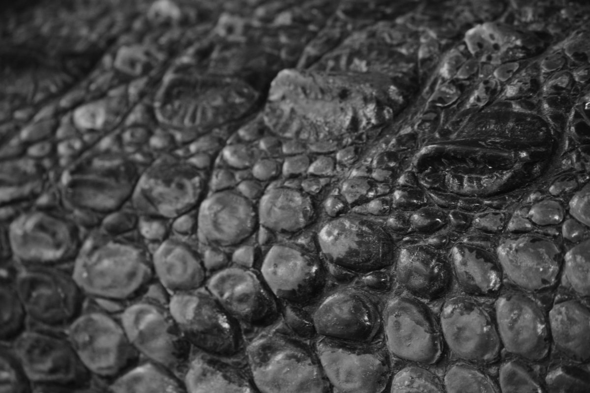 JoeSager328's tweet photo. Cocodrilos
#crocodile #Chiapas #zoomat #tuxtlagutiérrez #nature #nikon #fotochallenge #picoftheday #PhotographyIsArt #Mexico https://t.co/pXbYGat8Sl