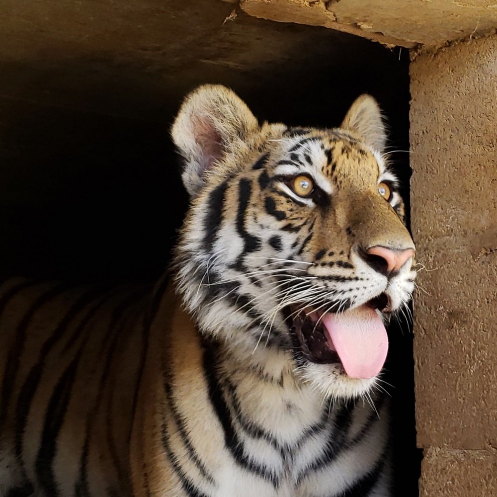 LnsTgersandBrs's tweet photo. Did you know tigers can “smell” with their mouths? 🐅
They use a special organ behind their teeth to detect scents—so that open-mouth look? Not a yawn, just sniffing!
Come meet Moka &amp; learn more:
🔗 https://t.co/4d2m3gUoA3
#lionstigersandbears #tigerfacts https://t.co/6HfcGTZ2ex