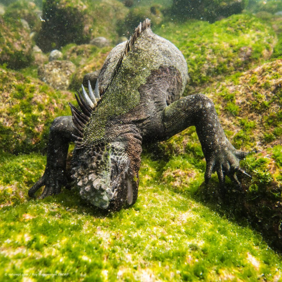 WWF_Australia's tweet image. During times of food scarcity, marine iguanas can shrink by as much as 20% to conserve energy.

Once their food source returns, they quickly grow back to their original size. Now that is an incredible survival tactic! 🦎

#marineiguanas #wildlifefacts