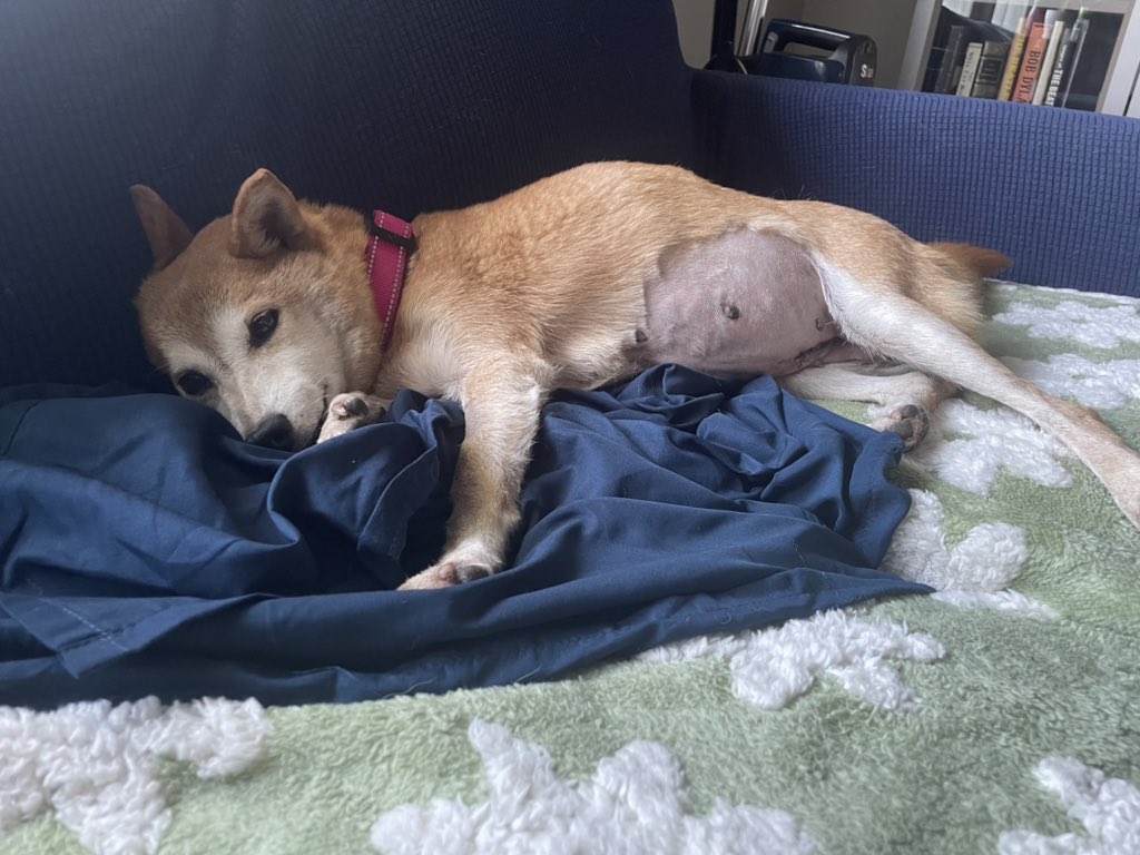 Doge Van tweet media