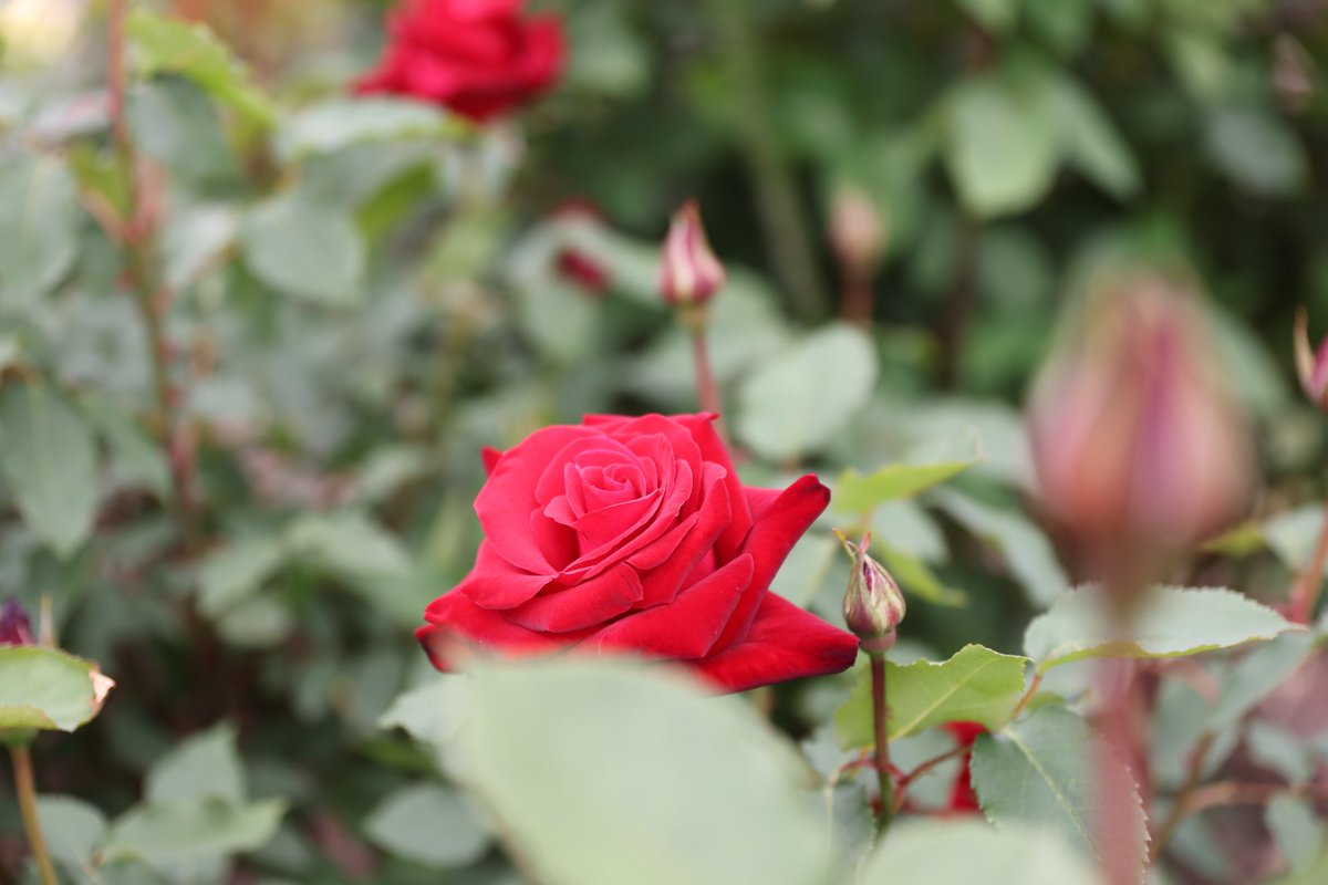 おはようございます。