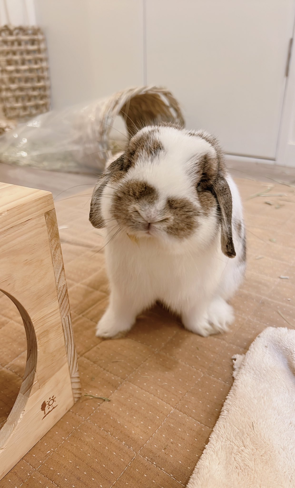 うさぎのうさじ on X: 