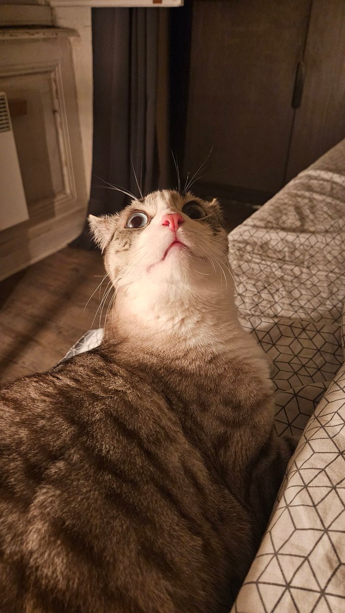 Kent1life's tweet photo. Quand tu es seul et que ton chat regarde comme ça au dessus de ta tête... Mais que toi tu vois rien 👻😨 https://t.co/8qWciZFtNI