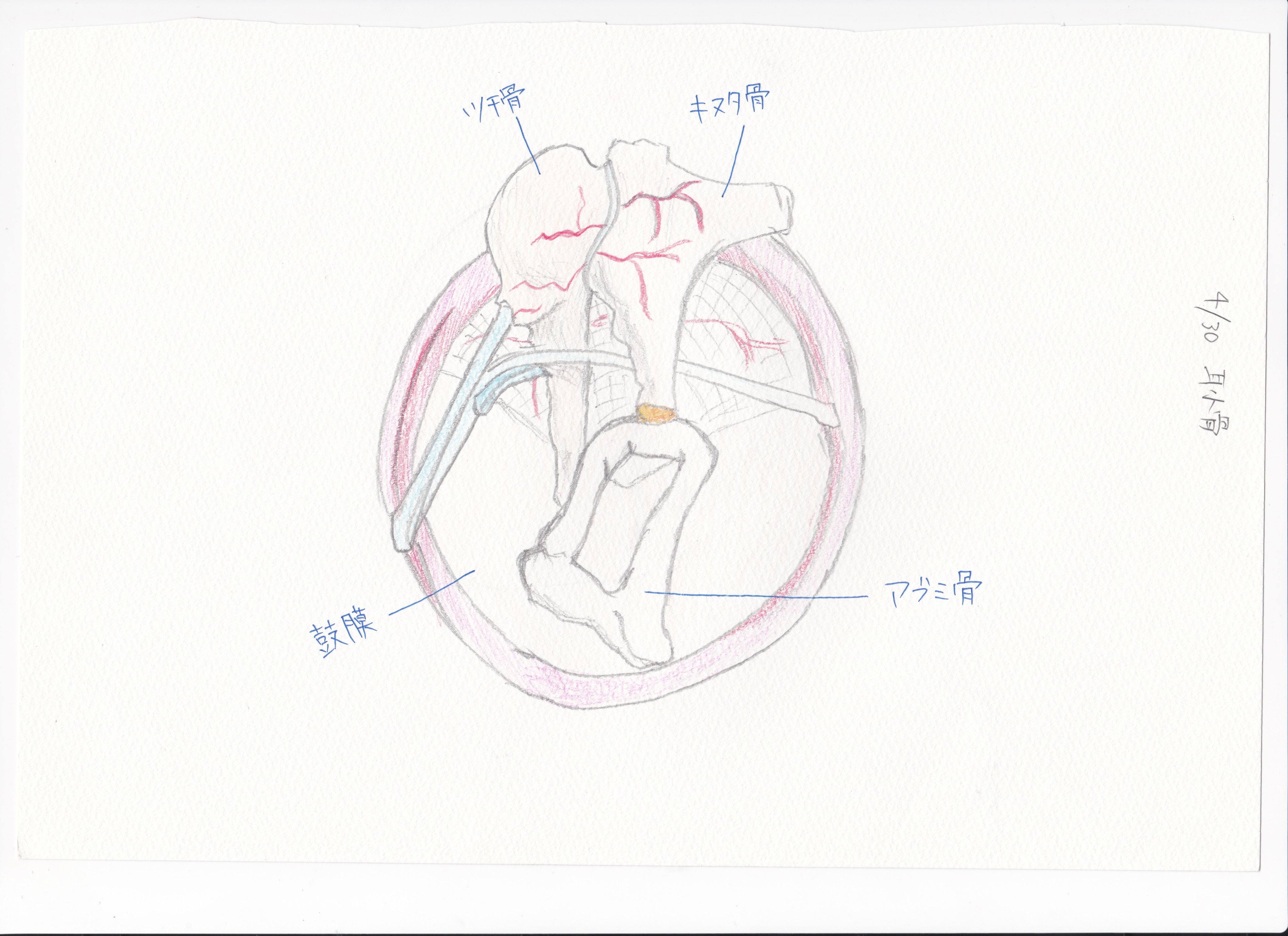 解剖学㊤㊦ Amazon.com: 全新3D人体解剖图: 9787537589369: 坂井建雄，桥本