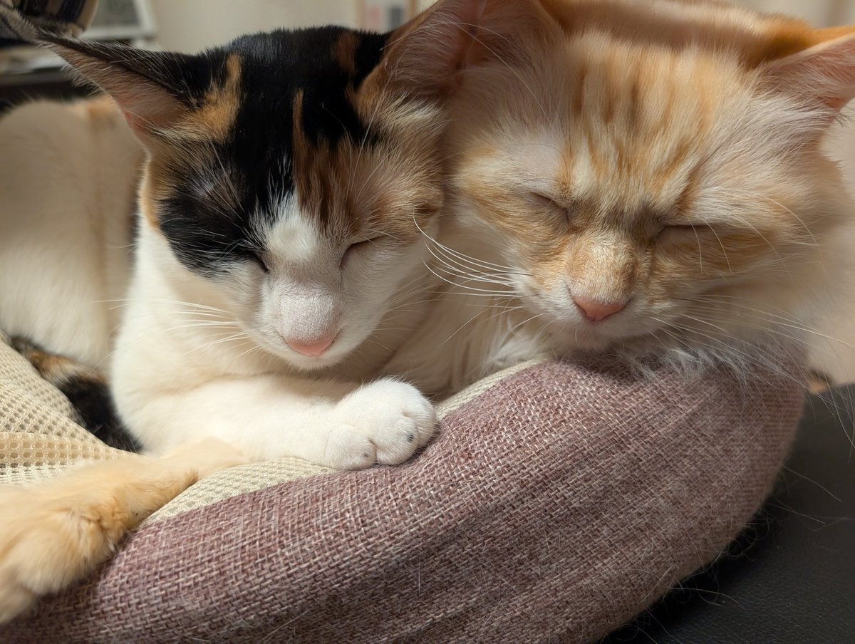 ぺー子 tweet media