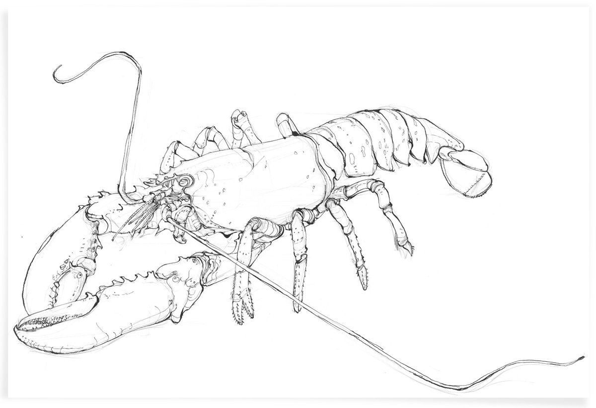 A new dip pen &amp; ink tutorial is in the making at The Natural History Drawing Club for Creatives.
This time we’ll be drawing a common lobster.
Lifetime membership is just £9 (one-off), with over 10 hours of art lessons already available.

timpond.freshlearn.com

#InkDrawing #Art
