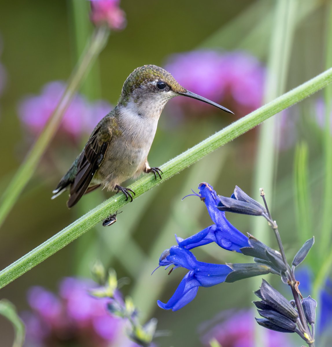 A female Ruby-throated Hummingbird was sipping nectar when she noticed ...