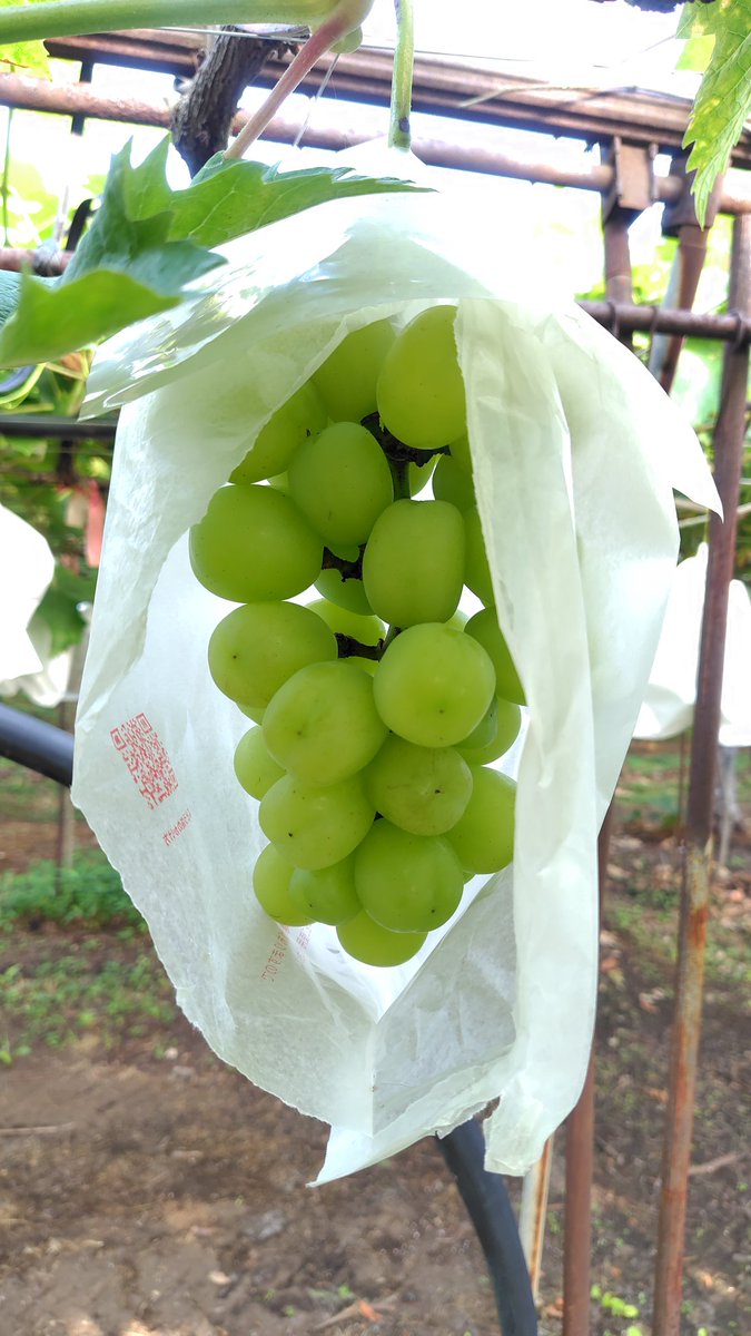 mvYyd6SgJXgY8wH's tweet photo. 今日（08/23）から
🍇雄宝（種無し）
🍑紅川中島
ソルダム
販売開始です。 https://t.co/JAMU4MLoi6