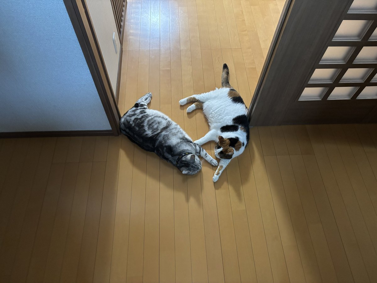 mifuyu_916's tweet image. 通りにくい(&apos;ω&apos; )三(&apos;ω&apos;)三( &apos;ω&apos;)
