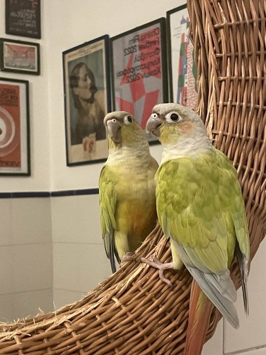 ceciliaconure's tweet photo. I’m not allowede here because i “eat the mirror” but hounestly, a beauty like me deserves mirror time , and to eat the mirror , These rules are fucking stupid I am So tired of t https://t.co/LUwVWecriM